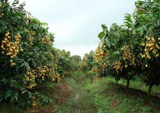 农民种植致富_农村种植致富果_致富种植果农村图片大全