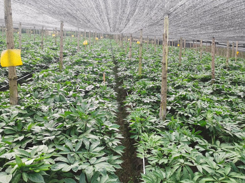 致富好项目种植_致富种植什么比较赚大钱_致富草的种植