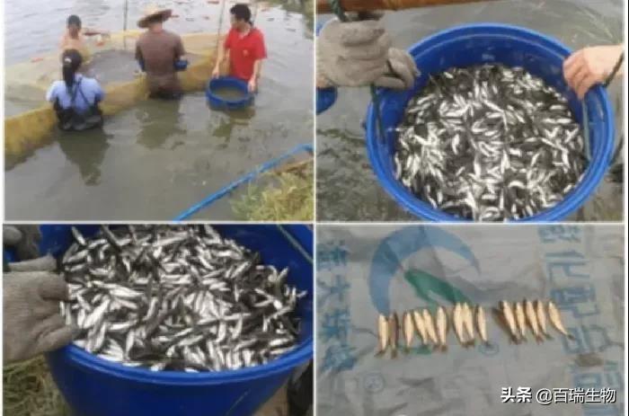 麦鲮鱼高产养殖技术_麦鲮鱼养殖成本效益_麦鲮鱼亩产多少斤