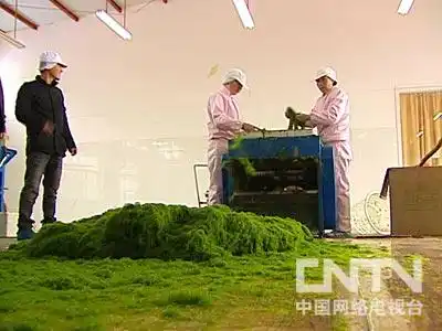 致富经大棚淡水虾养殖技术_致富虾淡水养殖大棚技术要求_致富经大棚养虾