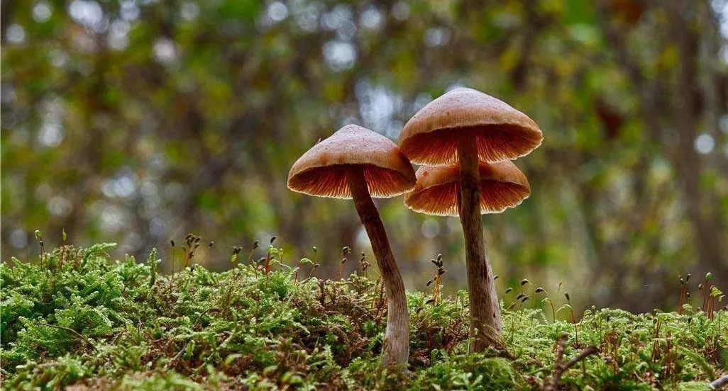 致富经养殖业_种植养殖致富的案例_林下养殖致富案例