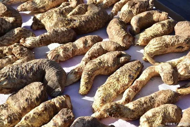 肉苁蓉人工与野生的区别？人工养殖采用种子繁殖或分根繁殖