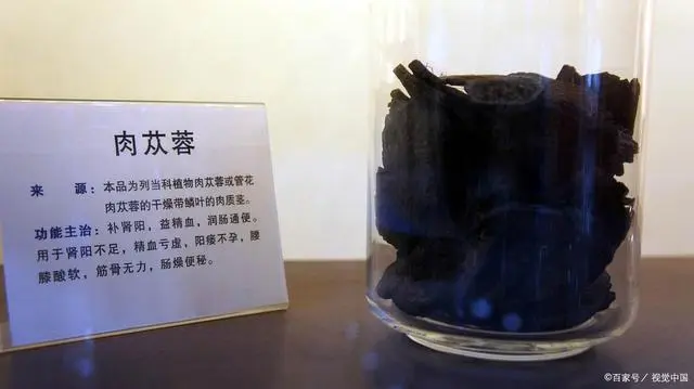 种植肉苁蓉的自然条件_种植肉苁蓉技术与管理_肉苁蓉的种植技术