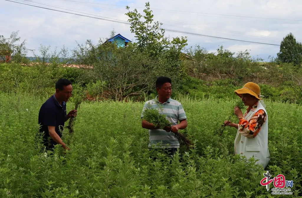 艾草种植致富_致富种植艾草图片_种植艾草挣钱吗