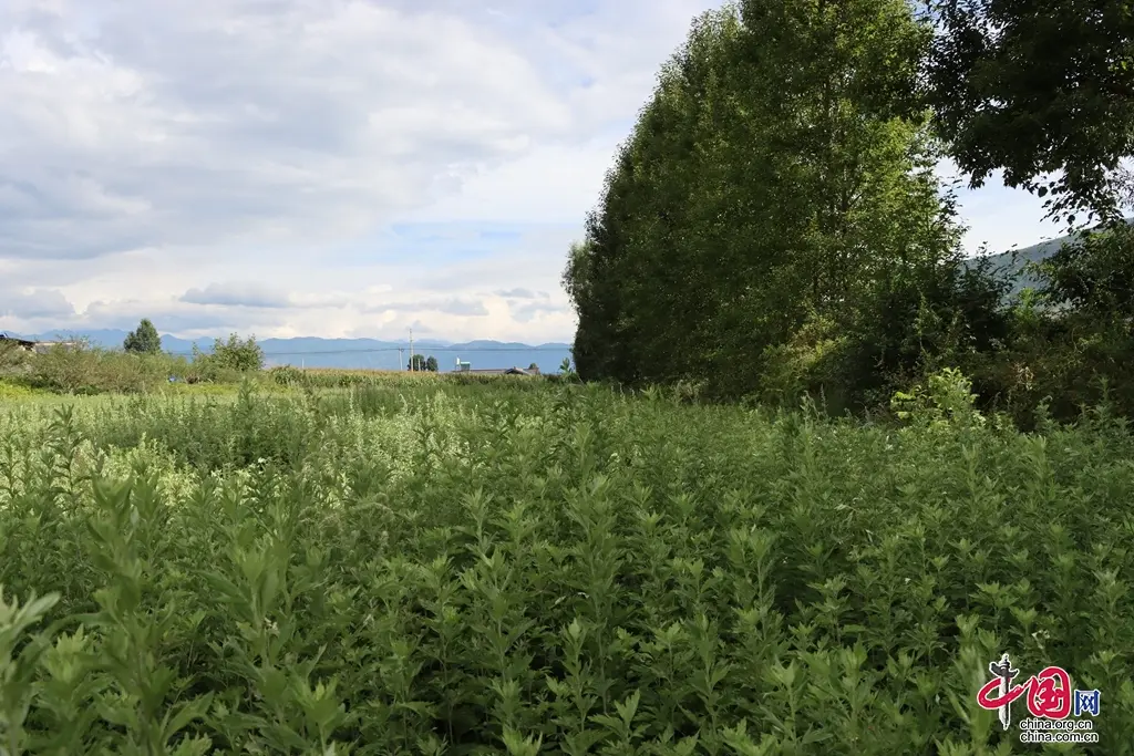 种植艾草挣钱吗_致富种植艾草图片_艾草种植致富