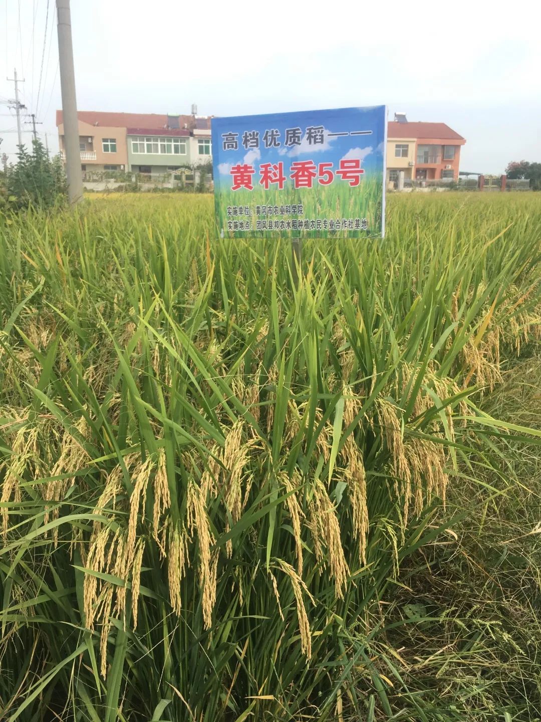 新致富项目 种植_致富种植项目新闻报道_致富种植项目新闻稿