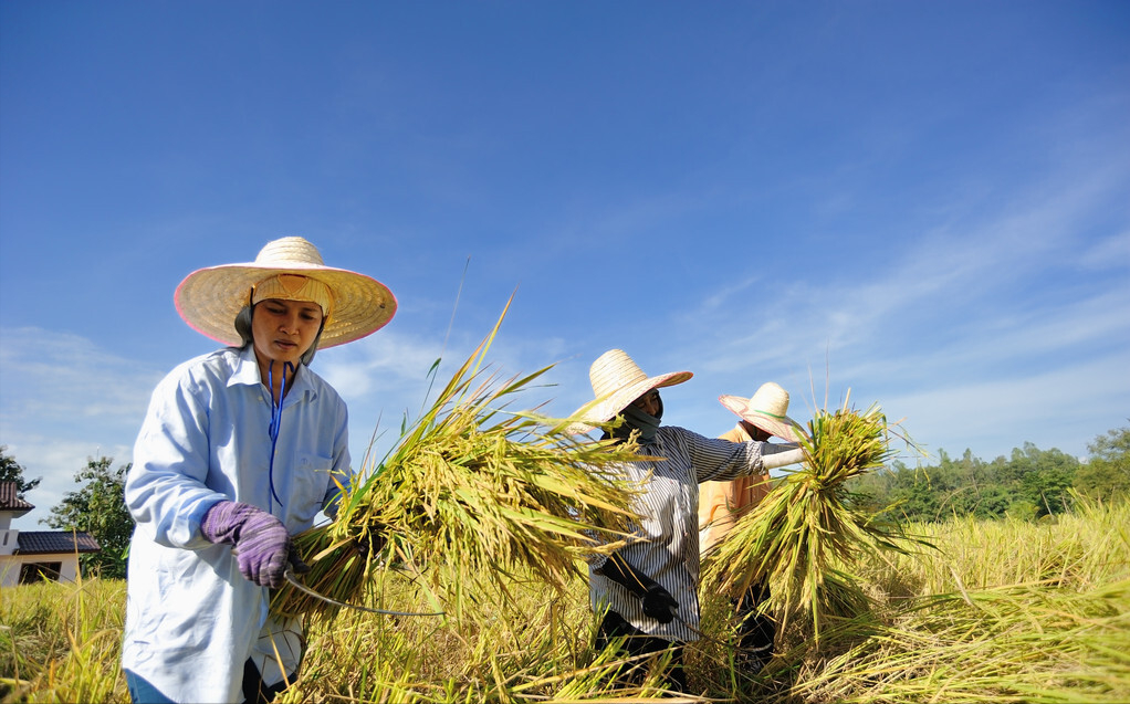 致富种植农民种粮的意义_农民种粮种植致富_致富种植农民种粮的句子