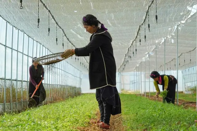致富深山种植果树视频_种植深山致富果_山区种植水果