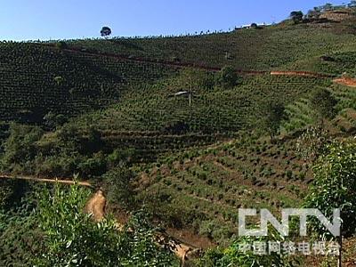 致富经种植沉香视频_种植沉香收益_沉香种植致富经