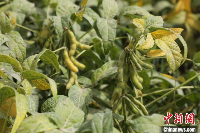 新疆种植玉米每亩投资多少钱_新疆种植玉米致富_致富玉米种植新疆有补贴吗