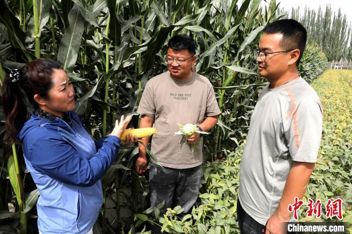 新疆种植玉米每亩投资多少钱_新疆种植玉米致富_致富玉米种植新疆有补贴吗