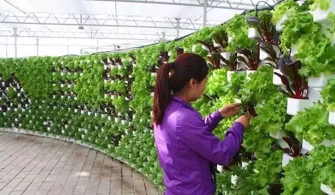 九种立体种植模式及应用案例