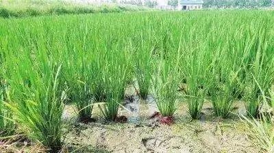 龙骨菜种植致富_龙骨植物怎样种植_龙骨种植