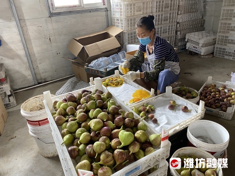 山区种植果树_山区种植水果_种植深山致富果