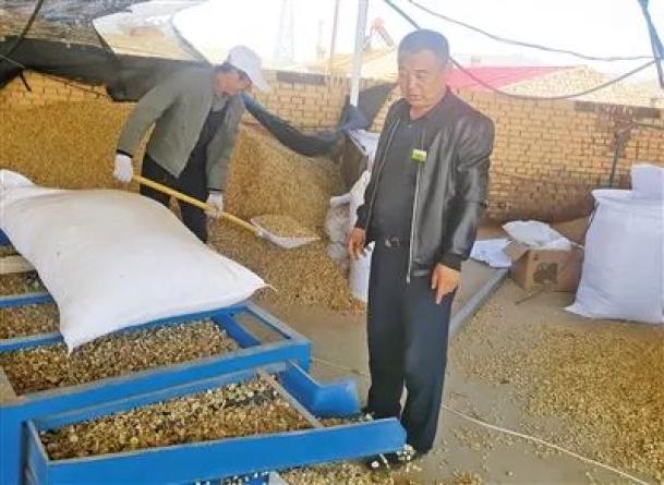 内蒙种植什么能赚钱_内蒙农民种植致富_致富内蒙种植农民视频