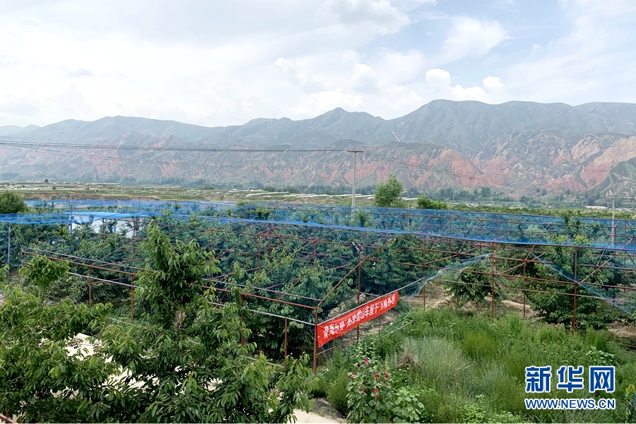 深山种植什么赚钱_种植深山致富果_山区种植果树