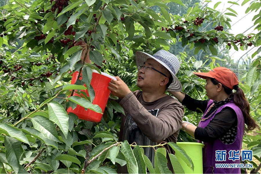 山区种植果树_种植深山致富果_深山种植什么赚钱