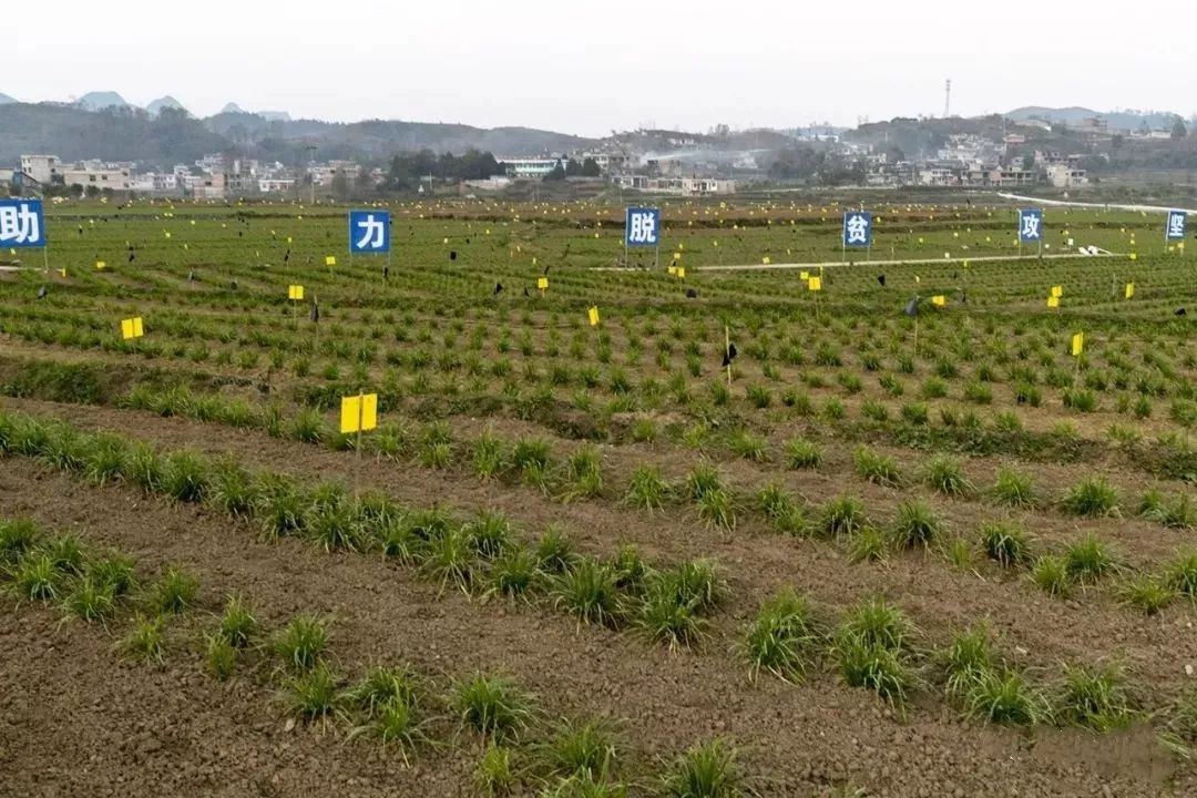 安顺普定：选准韭黄产业 助推脱贫攻坚