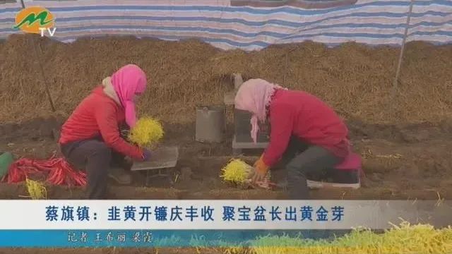 韭黄种植技术及效益_韭黄种植技术视频教程_韭黄种植技术和利润