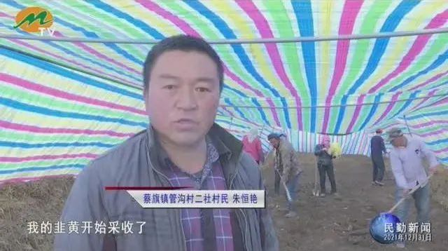 韭黄种植技术视频教程_韭黄种植技术和利润_韭黄种植技术及效益