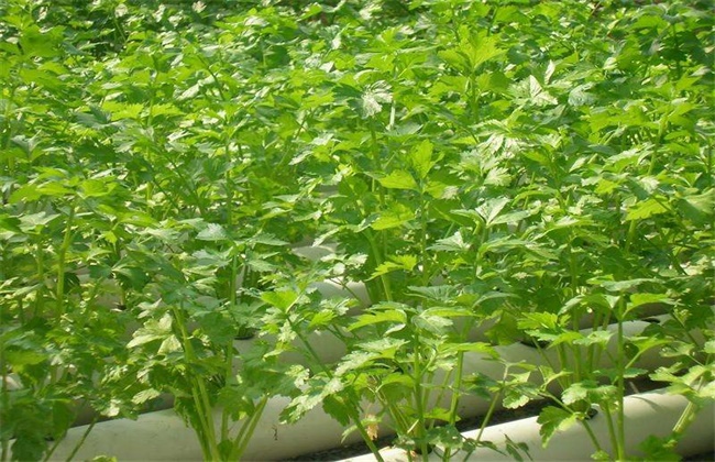 芹菜无土栽培技术