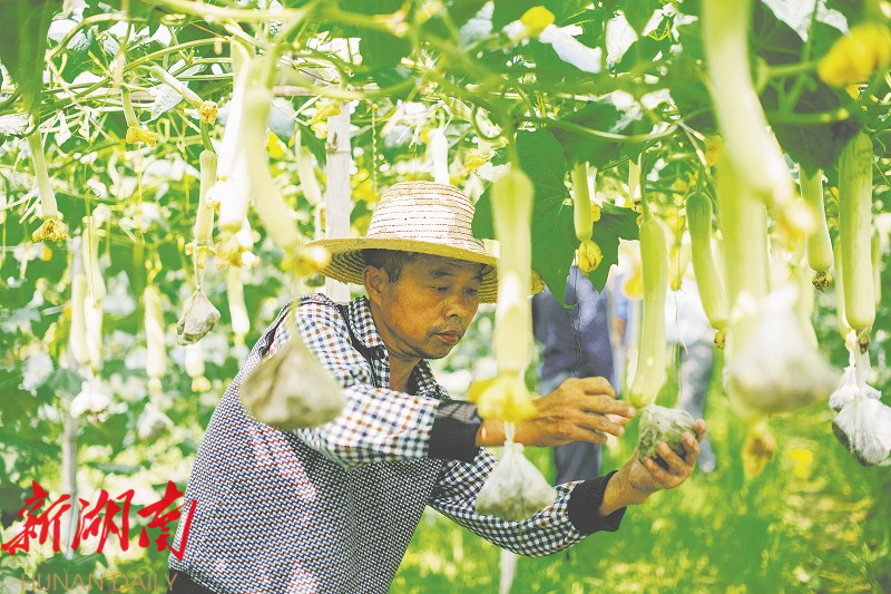 致富种植农民益阳有补贴吗_益阳农民种植致富_农民种地致富