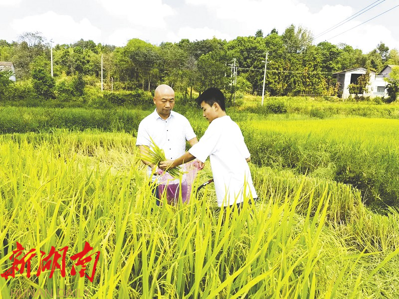 致富种植农民益阳有补贴吗_农民种地致富_益阳农民种植致富