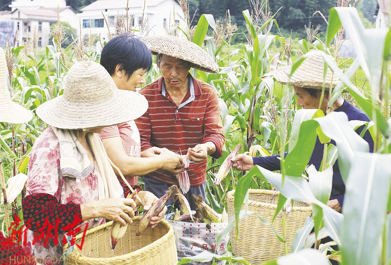 致富种植农民益阳有补贴吗_农民种地致富_益阳农民种植致富