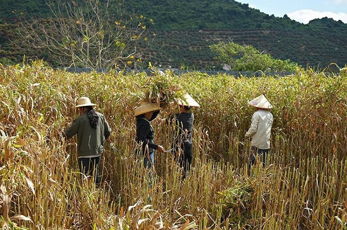 致富种植薏仁项目简介_种薏米赚钱吗_薏仁种植致富项目