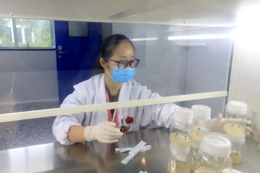 农村种植青蒿致富_致富种植农村青蒿的意义_致富种植农村青蒿视频