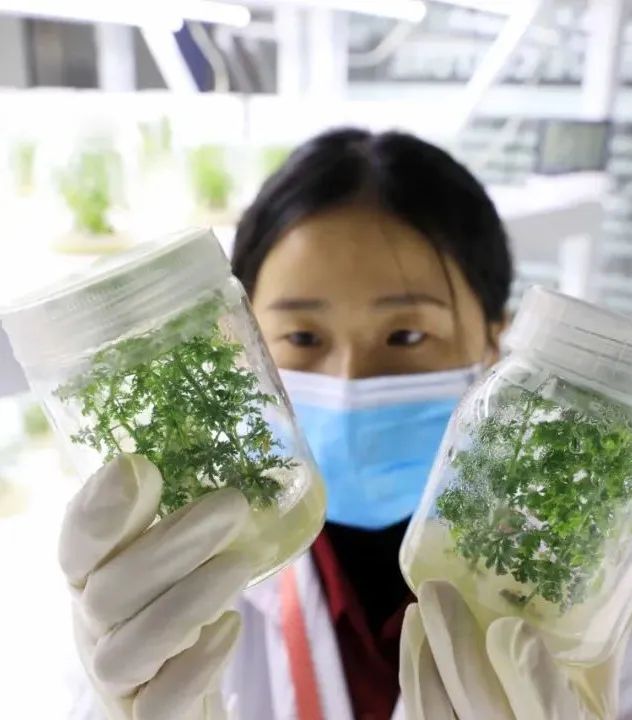 致富种植农村青蒿视频_致富种植农村青蒿的意义_农村种植青蒿致富