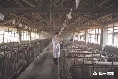 致富经养猪的人_致富经养猪创业名人_致富养猪网