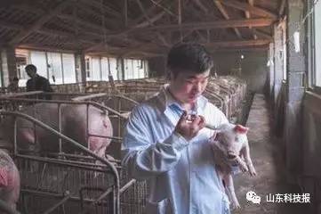 致富养猪网_致富经养猪的人_致富经养猪创业名人