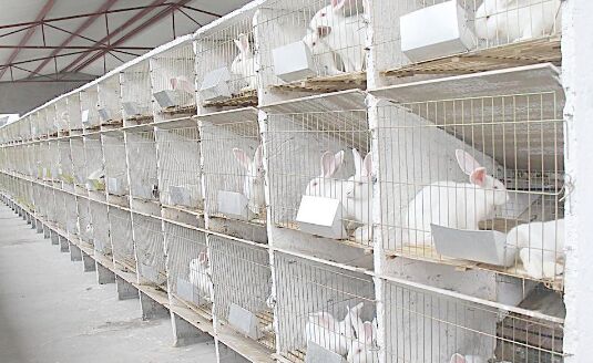 肉兔养殖合作_河北省养殖肉兔致富案例_河北省内最大的肉兔养殖场