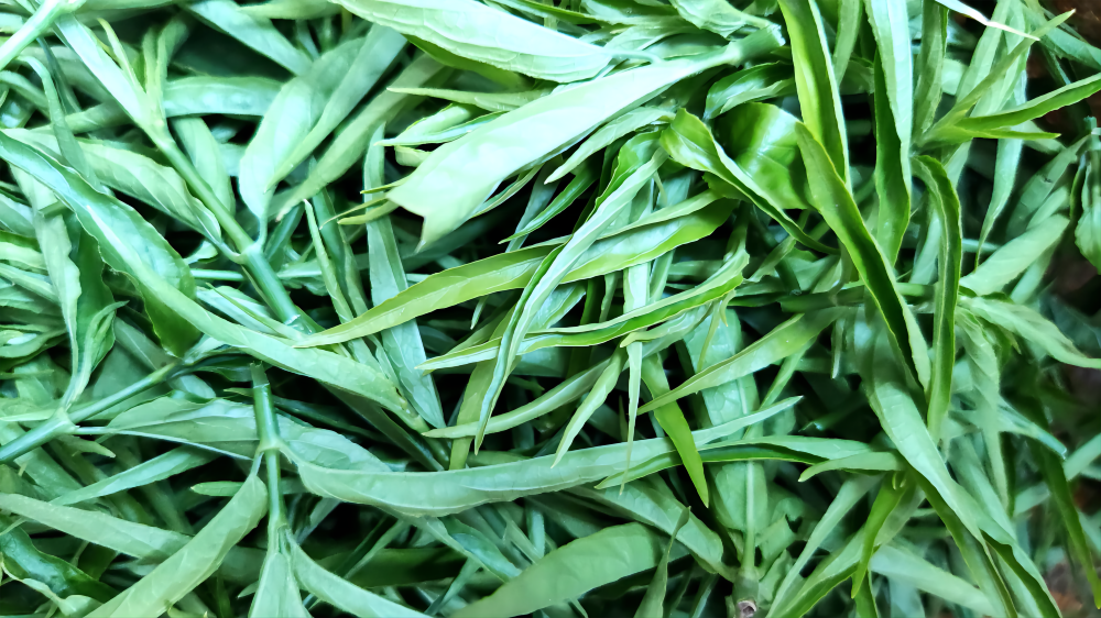 种草致富经_致富草的种植_致富种植视频全集