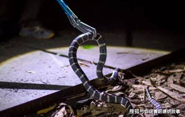亚洲最毒的蛇，为什么被咬后死亡率不高？