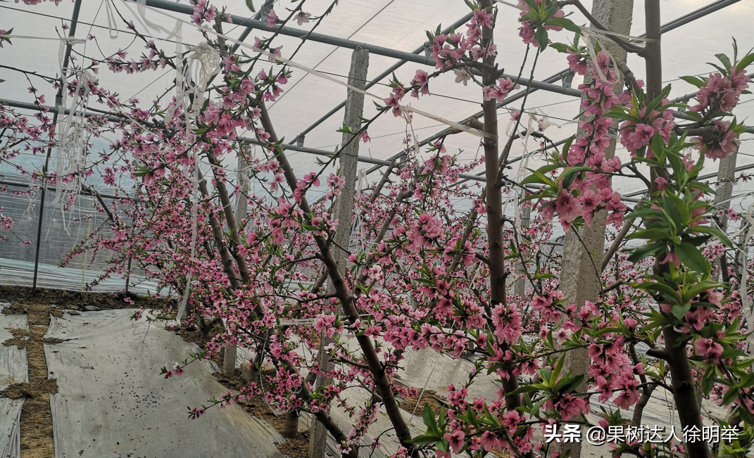 大棚桃种植技术视频_大棚桃效益怎么样_大棚桃栽培技术