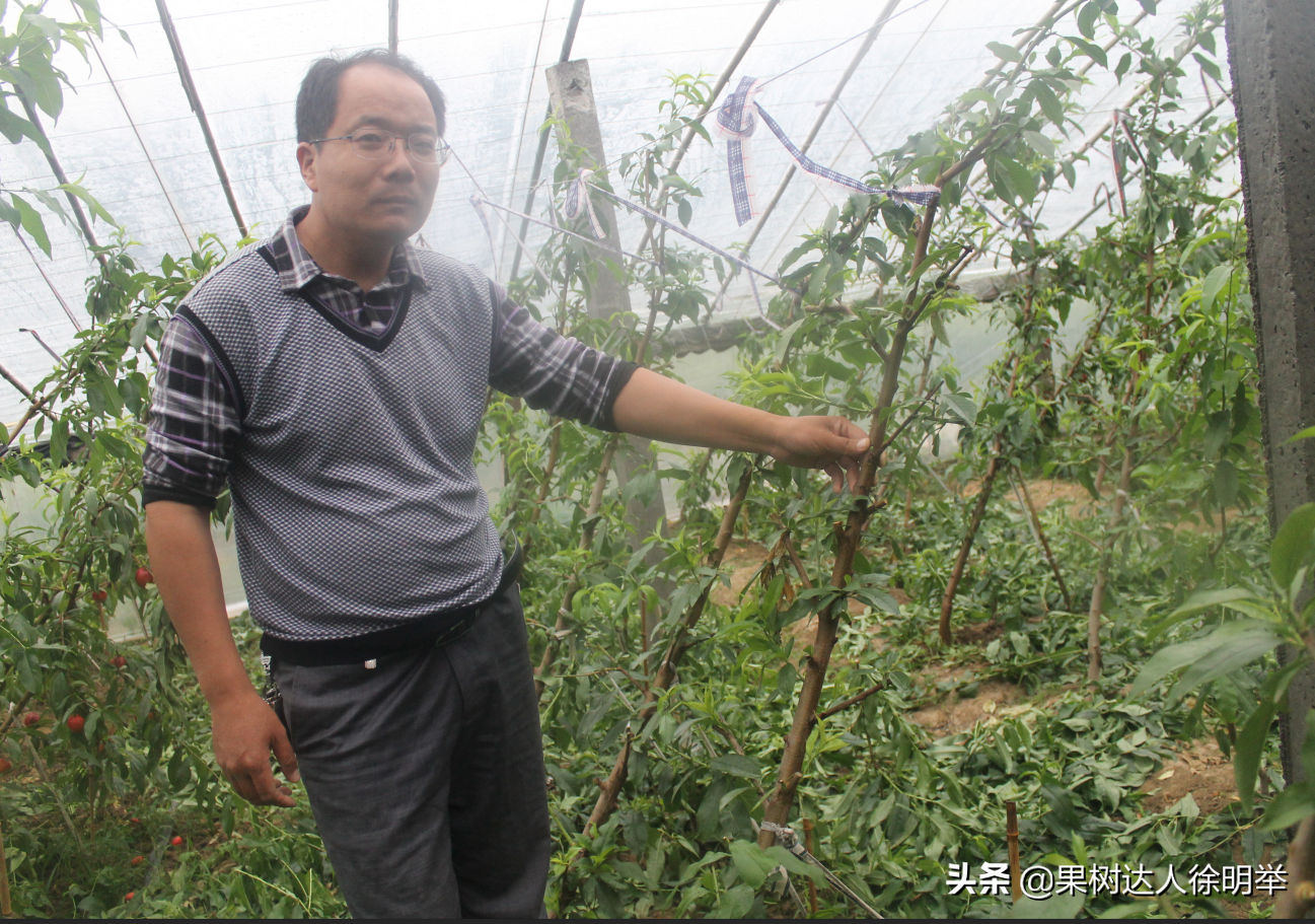 大棚桃效益怎么样_大棚桃种植技术视频_大棚桃栽培技术