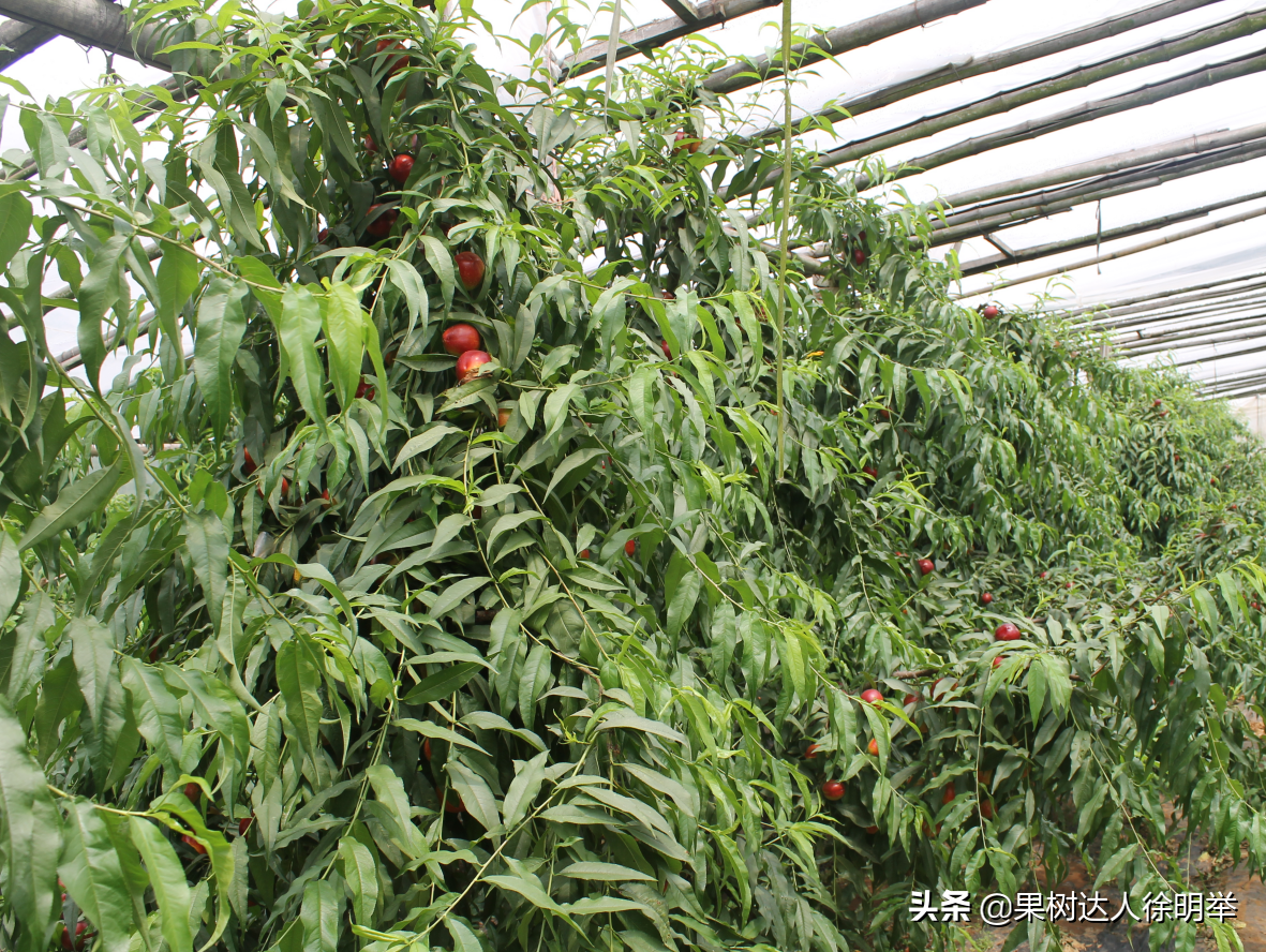 大棚桃栽培技术_大棚桃种植技术视频_大棚桃效益怎么样