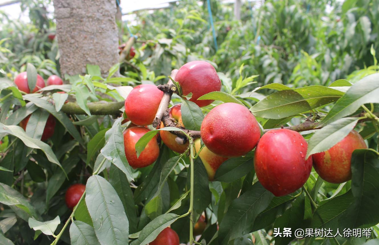 大棚桃种植技术视频_大棚桃栽培技术_大棚桃树的种植方法和管理视频