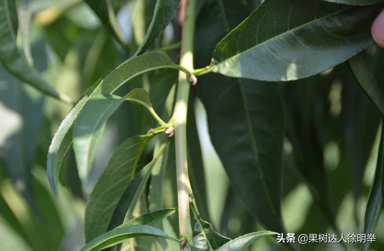 大棚桃树的种植方法和管理视频_大棚桃栽培技术_大棚桃种植技术视频