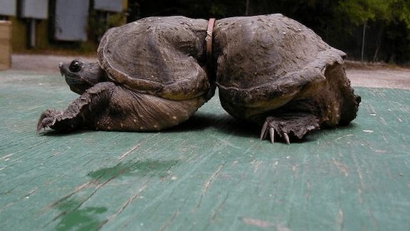 鳄龟养殖办厂_鳄龟养殖场视频_鳄龟养殖技术电子