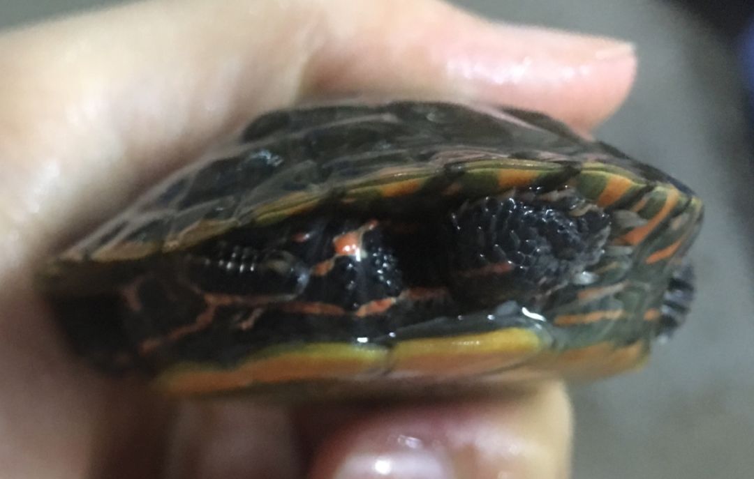 鳄龟养殖技术电子_鳄龟养殖办厂_鳄龟养殖场视频