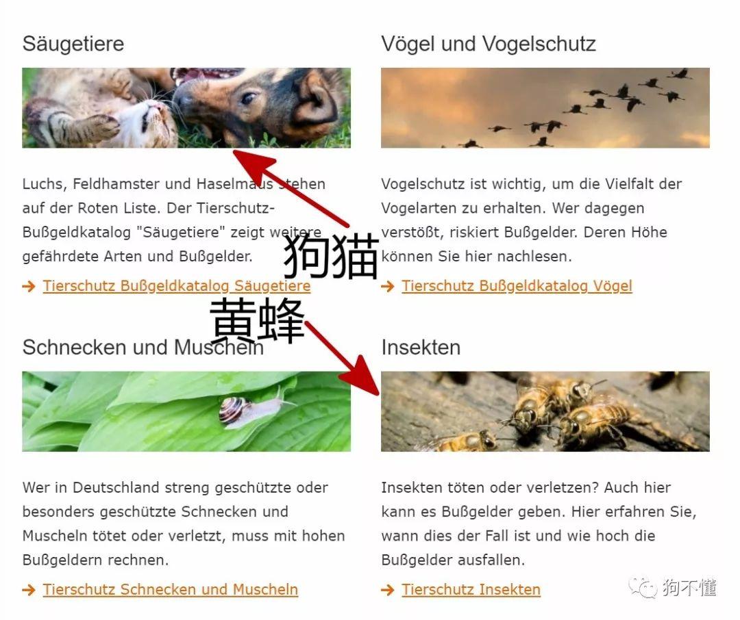 养黄蜂窝养殖技术_蜂窝养殖养黄技术方法_蜂窝养殖养黄技术视频