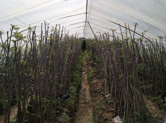大棚桃树的种植方法和管理视频_大棚桃栽培技术_大棚桃种植技术视频