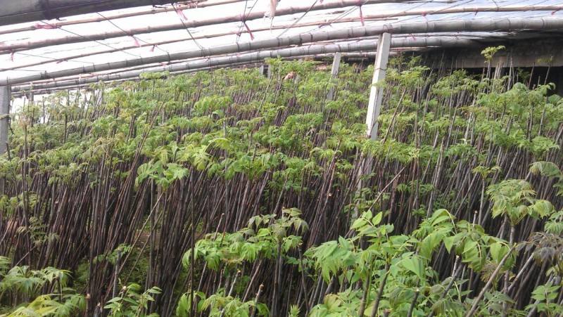 大棚桃树的种植方法和管理视频_大棚桃种植技术视频_大棚桃栽培技术