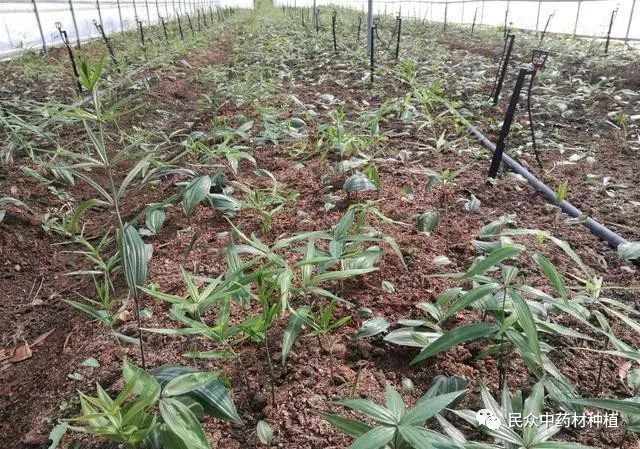 黄精种植农村致富_黄精种植农村致富_黄精种植农村致富