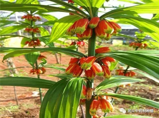 黄精种植农村致富_黄精种植农村致富_黄精种植农村致富