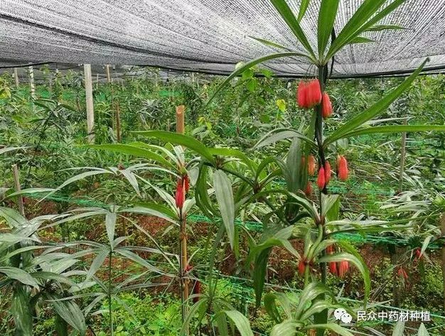 黄精种植农村致富_黄精种植农村致富_黄精种植农村致富