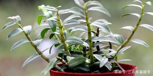 致富种植荒山图片_荒山种植什么赚钱_荒山种植什么致富